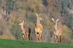 red deer