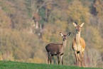 red deer