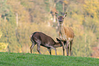 red deer