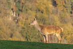 red deer