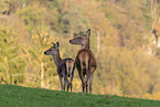 red deer