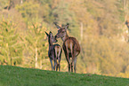 red deer