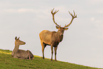 red deer