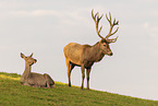 red deer