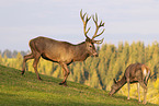 red deer