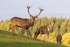 red deer