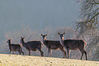 red deer