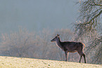 red deer