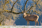 red deer