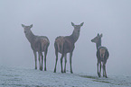 red deer