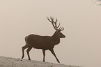 red deer