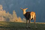 red deer