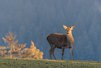 red deer