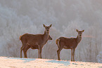 red deer