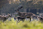 red deer