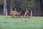 red deer