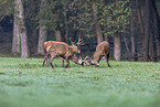 red deer