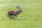 red deer