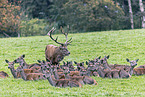 red deer