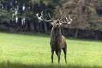 red deer