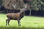 red deer