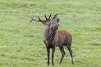 red deer