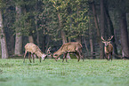 red deer