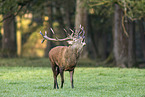 red deer