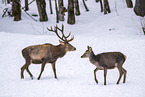 red deer