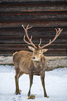 red deer