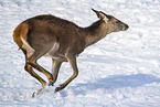 red deer