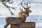 red deer