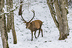 red deer