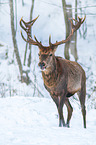 red deer