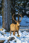 red deer