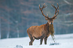 red deer