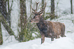 red deer