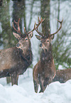 red deer