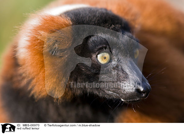 Roter Vari / red ruffed lemur / MBS-06970
