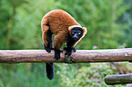 red ruffed lemur