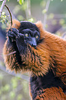 red ruffed lemur