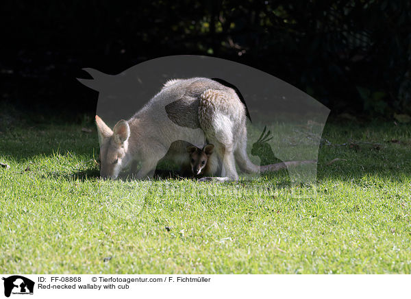 Rotnackenwallaby mit Jungtier / Red-necked wallaby with cub / FF-08868