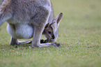 Red-necked wallaby with cub