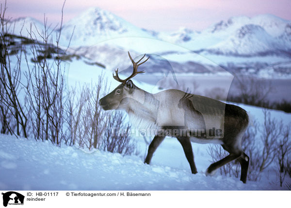 reindeer / HB-01117