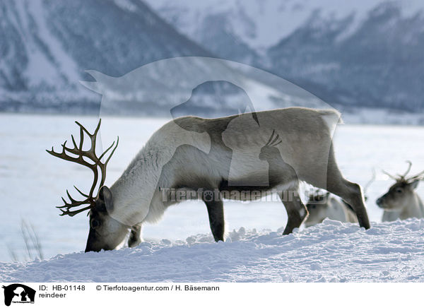 reindeer / HB-01148
