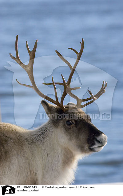 reindeer portrait / HB-01149