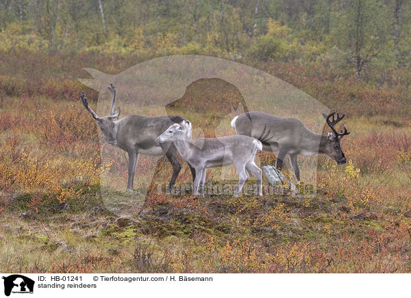 standing reindeers / HB-01241
