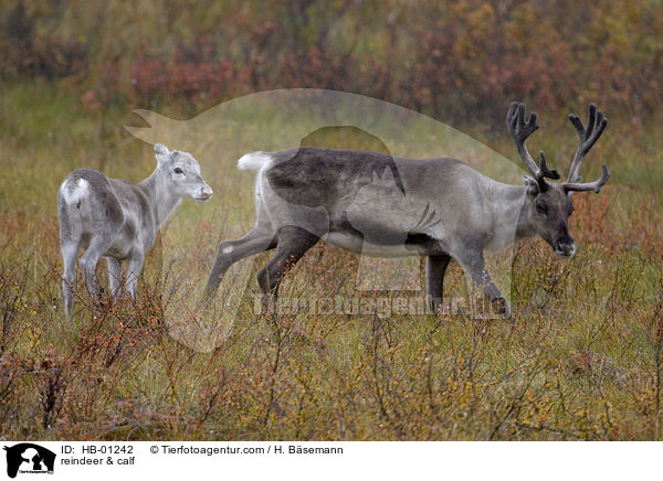 reindeer & calf / HB-01242
