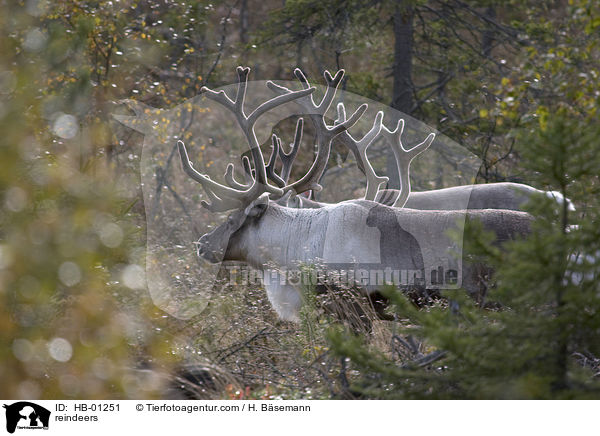 reindeers / HB-01251