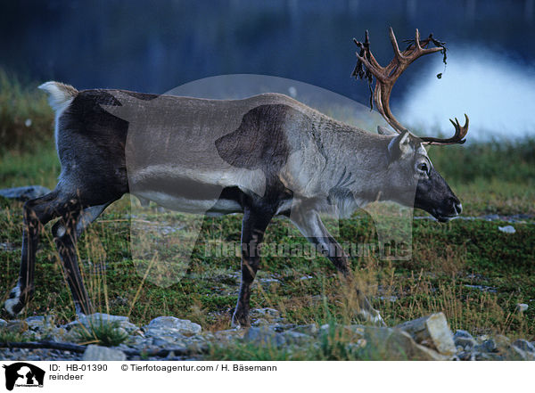 Rentier / reindeer / HB-01390